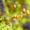  Bryum Argenteum P.E.